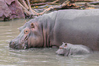 hippos