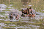 hippos