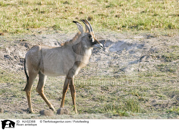 Roan antelope / HJ-02368