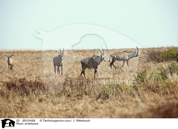 Roan antelopes / JR-03498