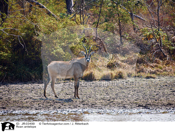 Pferdeantilope / Roan antelope / JR-03499