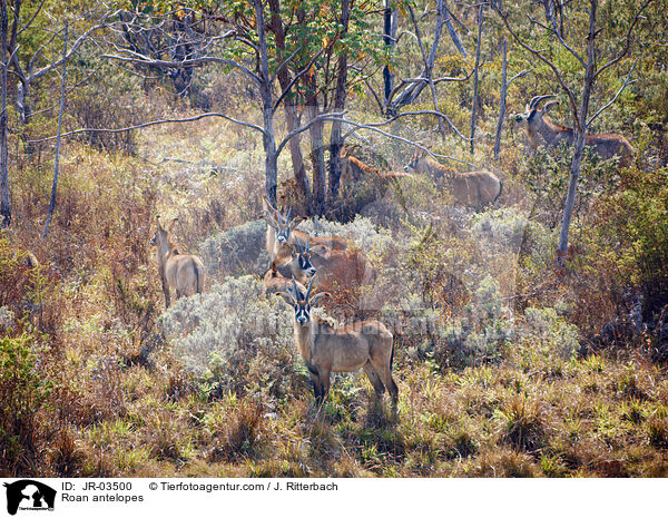 Roan antelopes / JR-03500