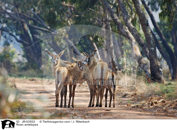 Roan antelopes / JR-03502