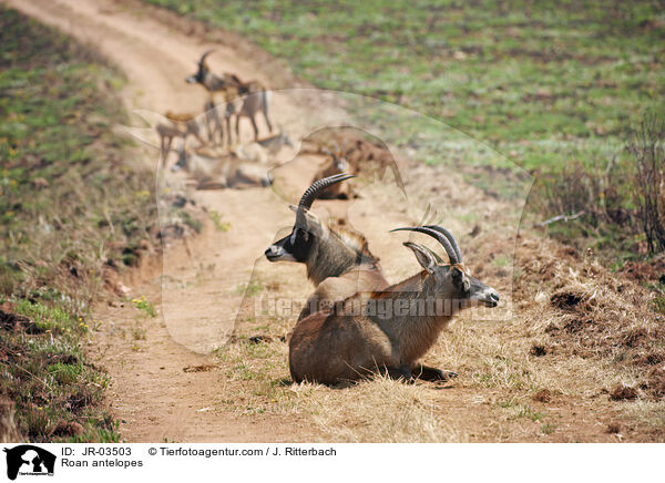 Roan antelopes / JR-03503