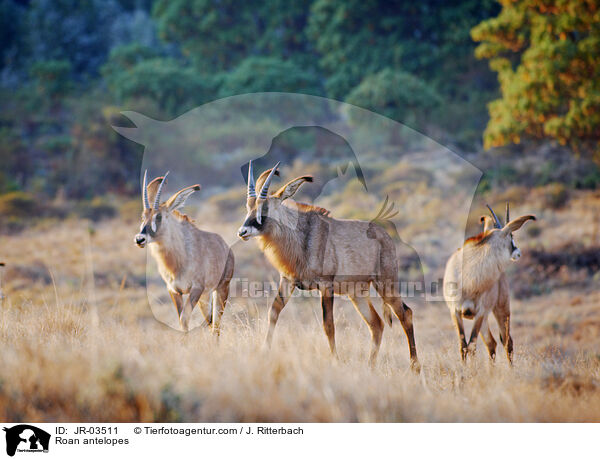 Roan antelopes / JR-03511