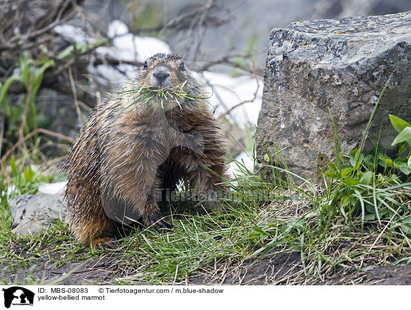 Gelbbauchmurmeltier / yellow-bellied marmot / MBS-08083