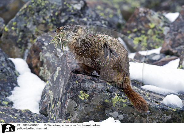 Gelbbauchmurmeltier / yellow-bellied marmot / MBS-08086