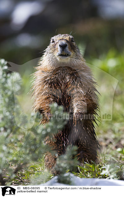 Gelbbauchmurmeltier / yellow-bellied marmot / MBS-08095