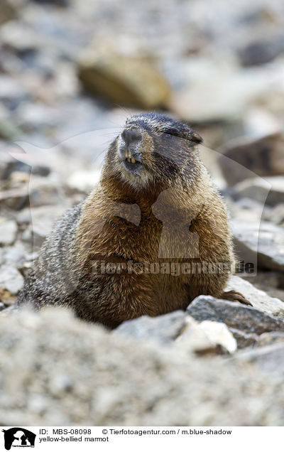 Gelbbauchmurmeltier / yellow-bellied marmot / MBS-08098