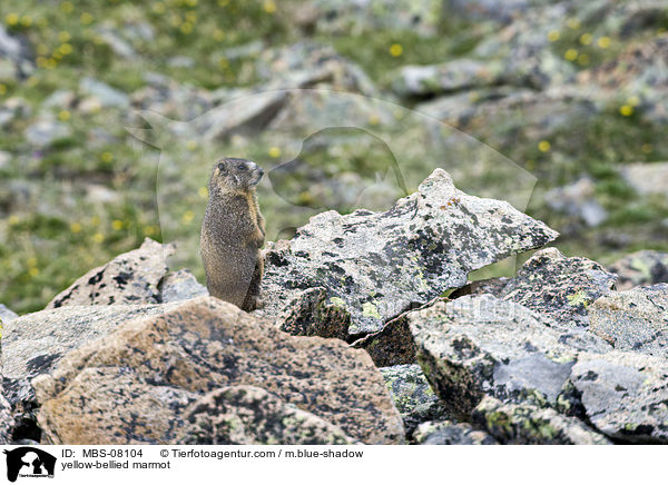 Gelbbauchmurmeltier / yellow-bellied marmot / MBS-08104