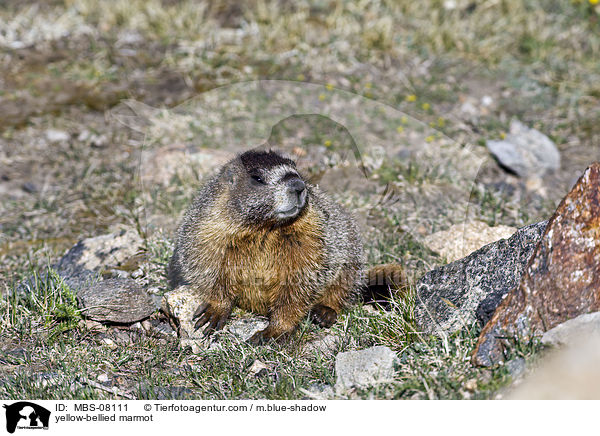 yellow-bellied marmot / MBS-08111