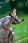 rock-wallaby