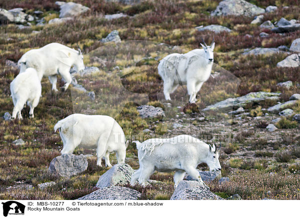 Schneeziegen / Rocky Mountain Goats / MBS-10277