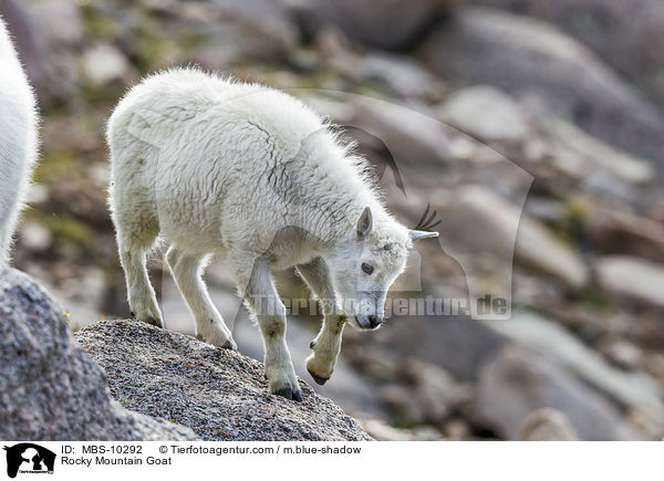 Schneeziege / Rocky Mountain Goat / MBS-10292