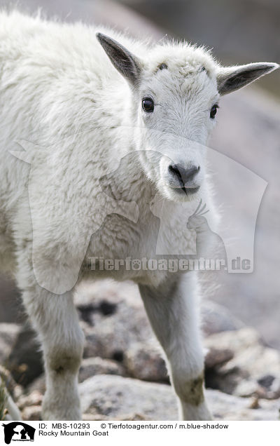 Schneeziege / Rocky Mountain Goat / MBS-10293