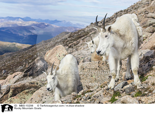 Schneeziegen / Rocky Mountain Goats / MBS-10298