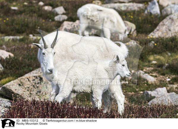 Schneeziegen / Rocky Mountain Goats / MBS-10312