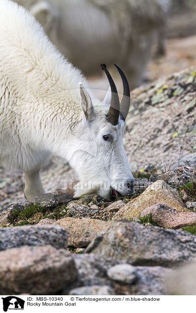 Schneeziege / Rocky Mountain Goat / MBS-10340
