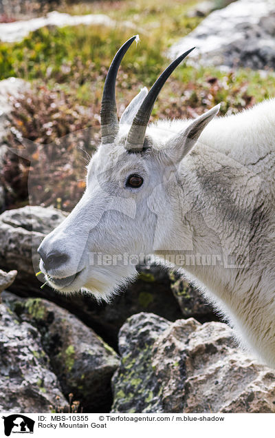 Schneeziege / Rocky Mountain Goat / MBS-10355