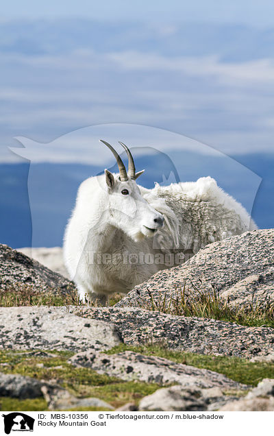 Schneeziege / Rocky Mountain Goat / MBS-10356