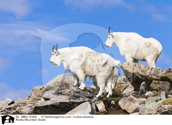 Schneeziegen / Rocky Mountain Goats / MBS-10360