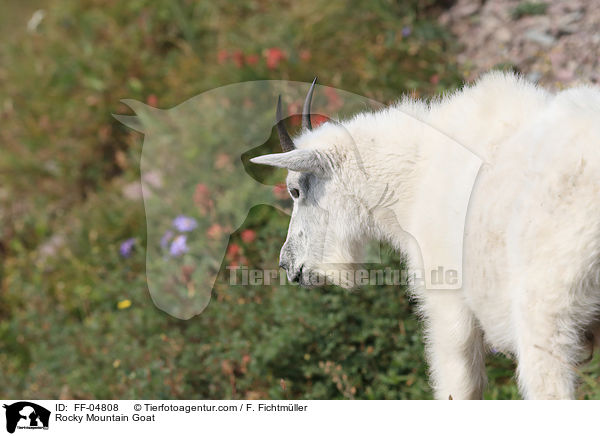 Schneeziege / Rocky Mountain Goat / FF-04808