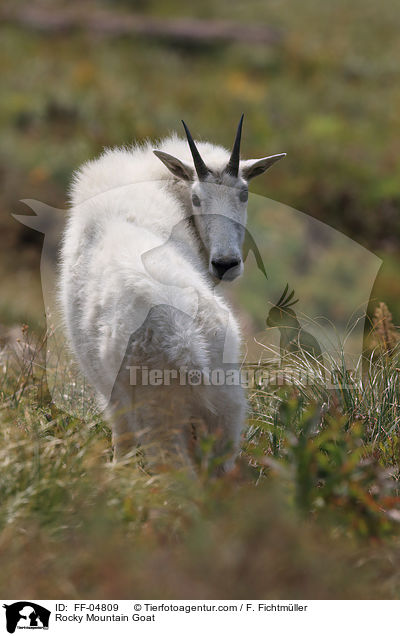 Schneeziege / Rocky Mountain Goat / FF-04809