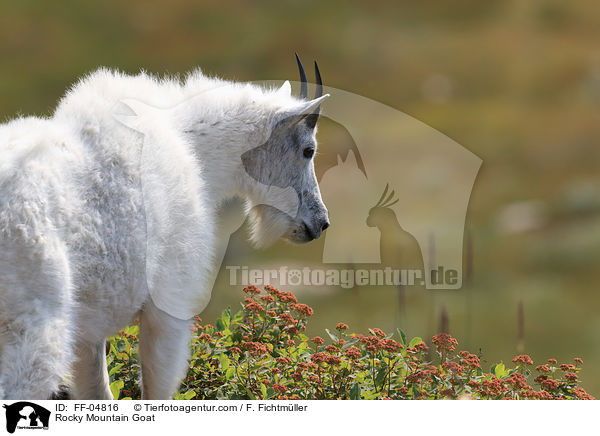 Schneeziege / Rocky Mountain Goat / FF-04816