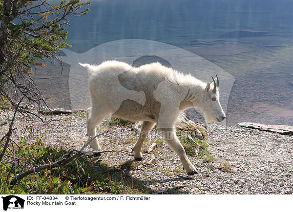 Schneeziege / Rocky Mountain Goat / FF-04834
