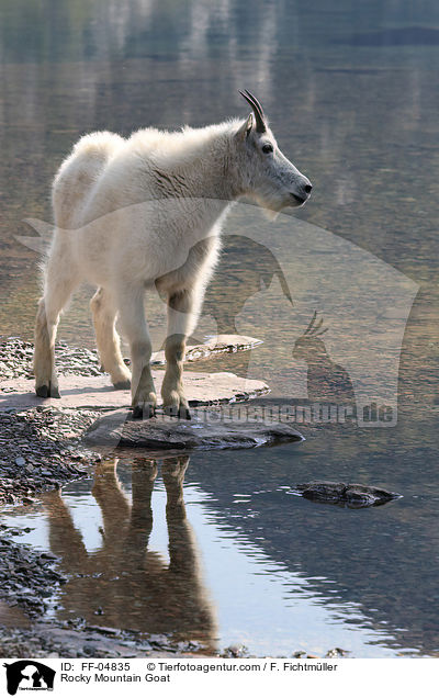 Schneeziege / Rocky Mountain Goat / FF-04835