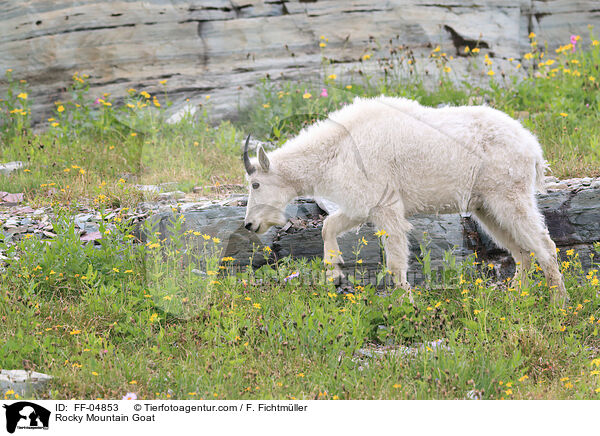 Schneeziege / Rocky Mountain Goat / FF-04853