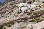 Rocky Mountain Goats