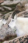 Rocky Mountain Goat