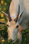 Rocky Mountain goat