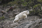 Rocky Mountain goat