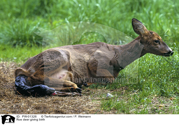 Reh bei der Geburt / Roe deer giving birth / PW-01326