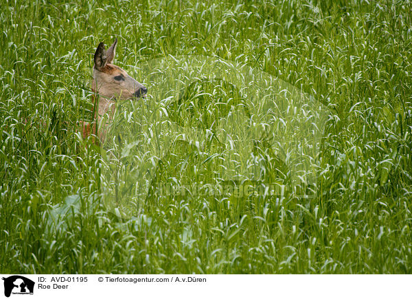 Reh / Roe Deer / AVD-01195