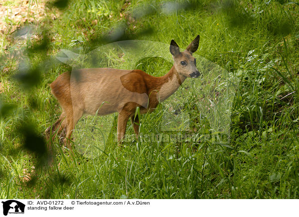 stehendes Reh / standing fallow deer / AVD-01272