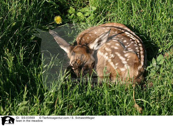 Rehkitz auf Wiese / fawn in the meadow / SS-03569