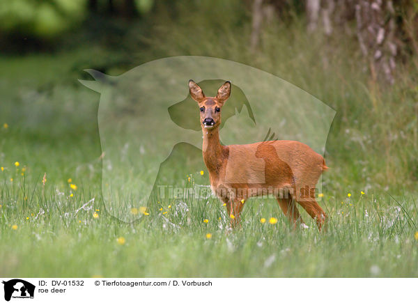 roe deer / DV-01532