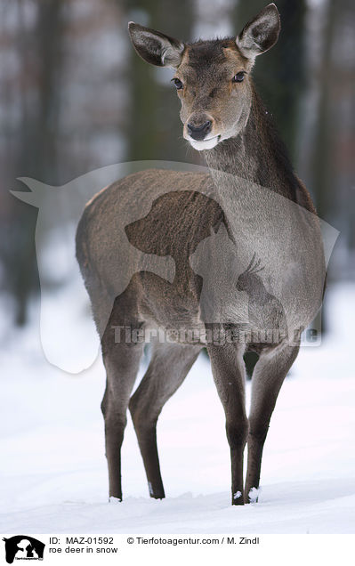 roe deer in snow / MAZ-01592