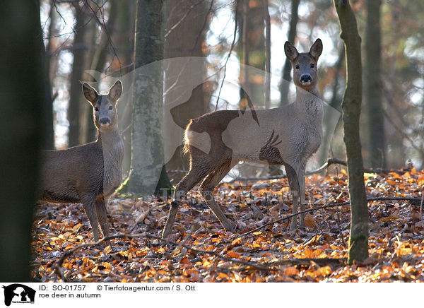 roe deer in autumn / SO-01757