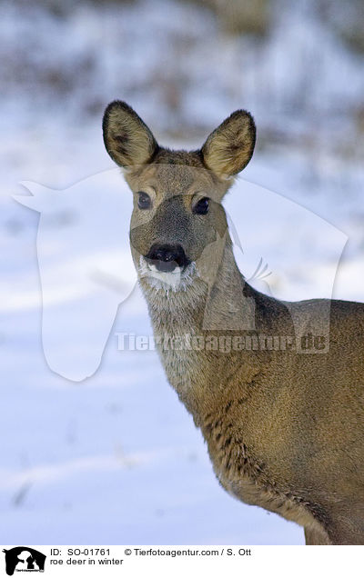 Reh im Winter / roe deer in winter / SO-01761