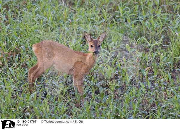 Reh / roe deer / SO-01767