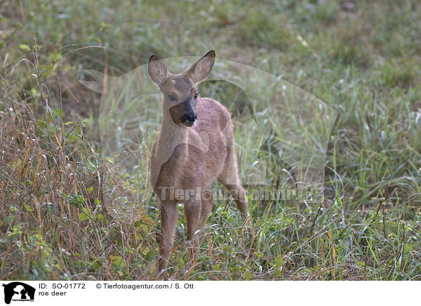 Reh / roe deer / SO-01772