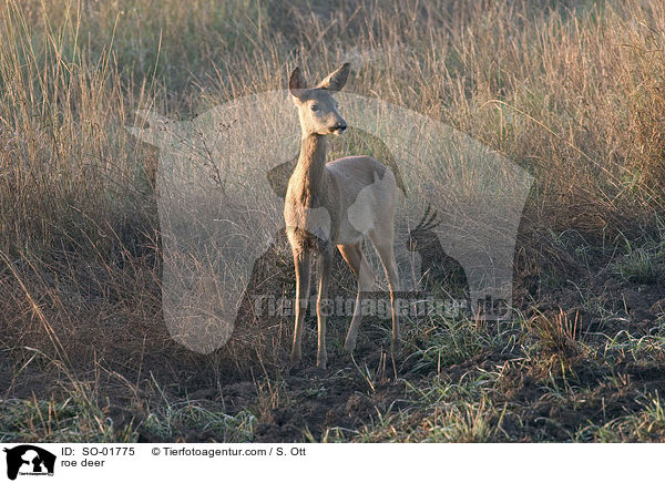 Reh / roe deer / SO-01775