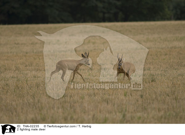 2 kmpfende Rehbcke / 2 fighting male deer / THA-02235