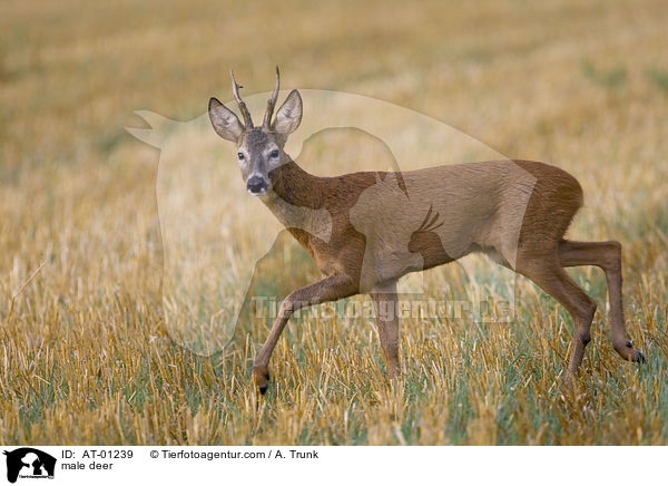 Rehbock / male deer / AT-01239