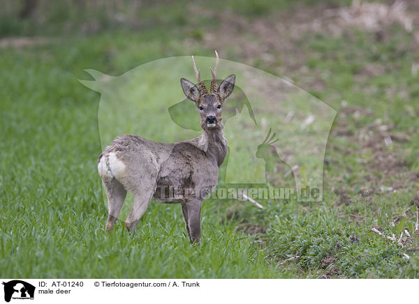 Rehbock / male deer / AT-01240