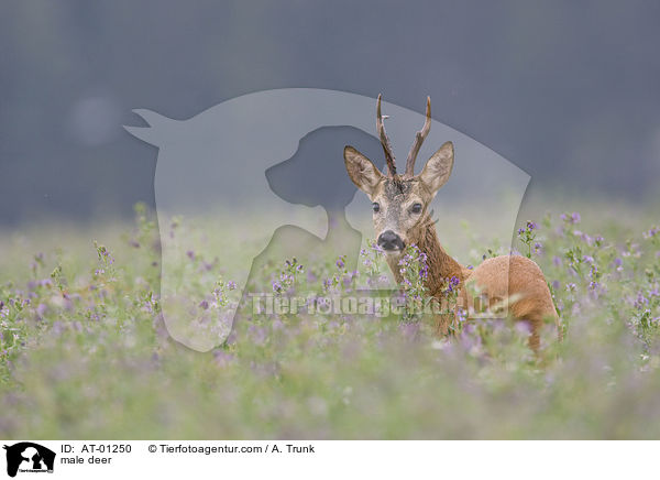 Rehbock / male deer / AT-01250